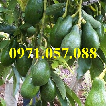 Cây giống bơ sáp